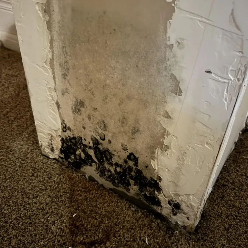 Professional Mold Removal in Okemos, MI